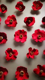 High angle view of roses on table