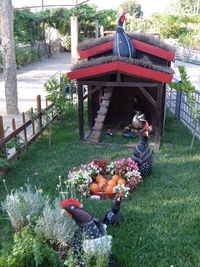 View of birds in yard