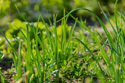 Close-up of fresh green plants on field