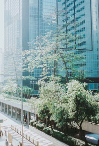 Trees by swimming pool against buildings in city