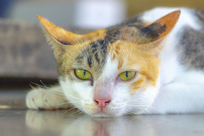 Close-up portrait of cat