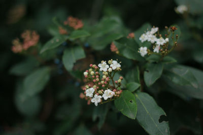 Close-up of white flowering plant