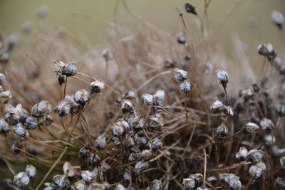 Close-up of dry flowers growing on field