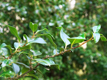 Close-up of white flowers