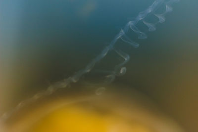 Close-up of jellyfish in sea