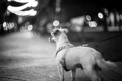 Dog on road at night