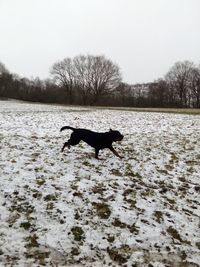 Dog on snow covered landscape