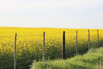 View of field against sky