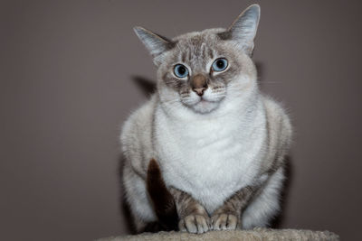 Close-up portrait of cat sitting