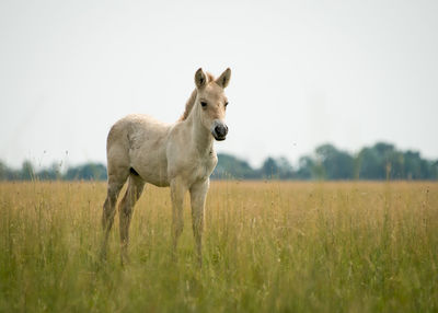 Foal standing on field against clear sky