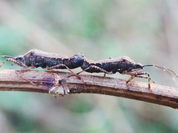 Close-up of insect on tree branch