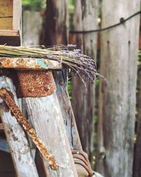 Close-up of lizard on wood