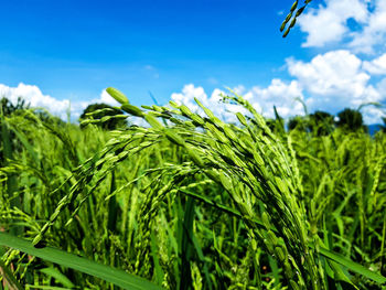 Close-up of crops growing on field against sky