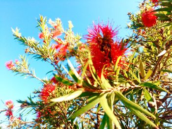 Low angle view of red flowering plant against sky