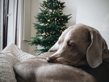 Close-up of dog at home