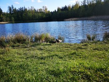 Scenic view of lake