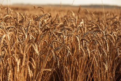 Close up of ripe wheat ears. beautiful backdrop of ripening ears of golden field.