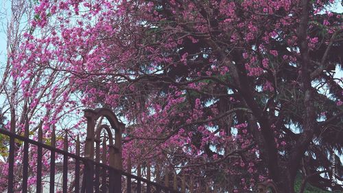 Low angle view of pink flowers