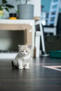 White cute luminous kitten with blue eyes stands on a home interior background and looks