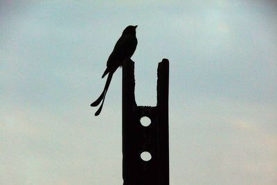 Low angle view of silhouette bird perching on pole against sky