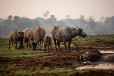 Horses grazing in a field