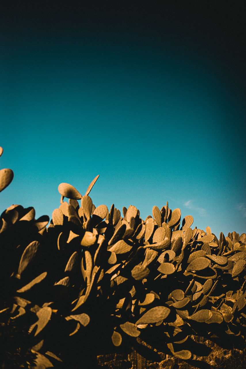 LOW ANGLE VIEW OF BIRDS AGAINST CLEAR SKY