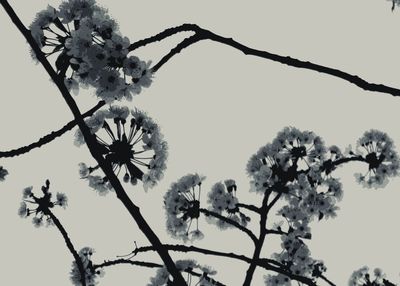 Low angle view of trees against clear sky