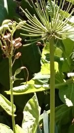 Close-up of succulent plant