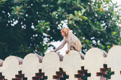 Monkey on retaining wall by tree