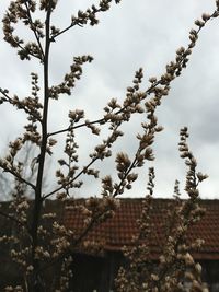 Close-up of tree against sky