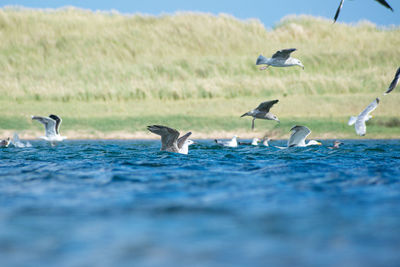 Birds in the sea