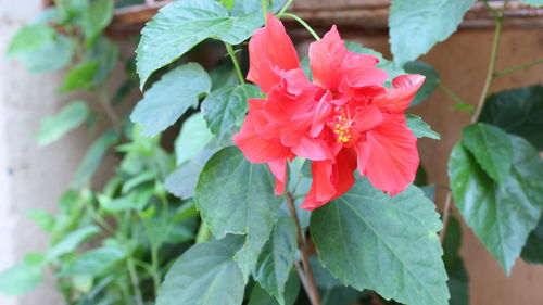 Close-up of pink flowers blooming outdoors