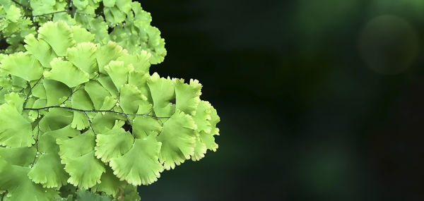 Close-up of plant