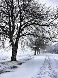 Bare trees on snow covered road