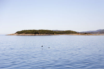 Tiny islet seen from the trois-pistoles marina, with cormorant diving into the st. lawrence river 