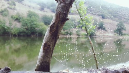 spider web