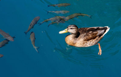 High angle view of mallard duck and fish swimming in lake