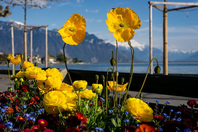 Close-up of yellow flowering plants by car against sky