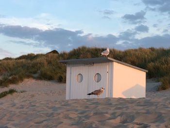 Seagulls at the beach 