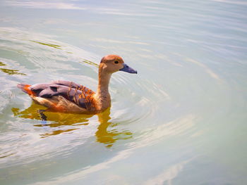 Duck swimming in lake