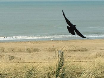 Bird flying over beach against sky