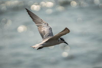 Whiskered tern flying over shimmering ocean