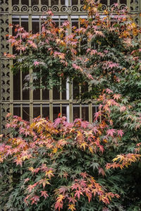 Close-up of pink flowers