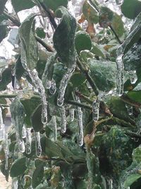 Close-up of frozen leaves during rainy season