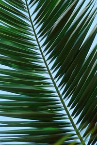 Green palm tree leaves in the nature in summer