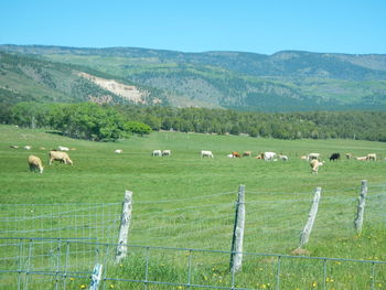 Sheep grazing in a field