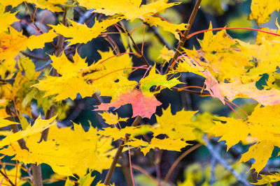 Close-up of yellow maple leaves on plant