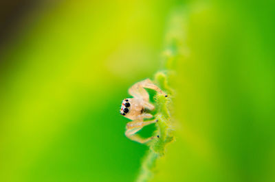 Close-up of spider on leaf