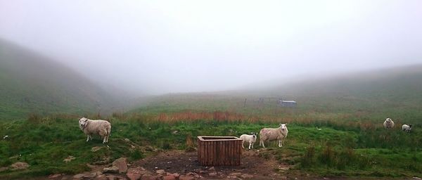 Cows grazing on field against sky during foggy weather