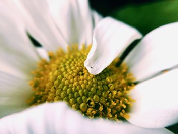 Close-up of yellow flowering plant